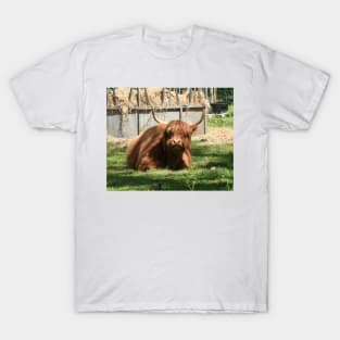 Highland cow T-Shirt